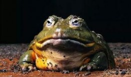 娱乐吃瓜酱牛蛙,揭秘娱乐圈那些鲜为人知的幕后故事